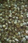 Cocoiddu a pienu (lumache ripiene) (secondo)